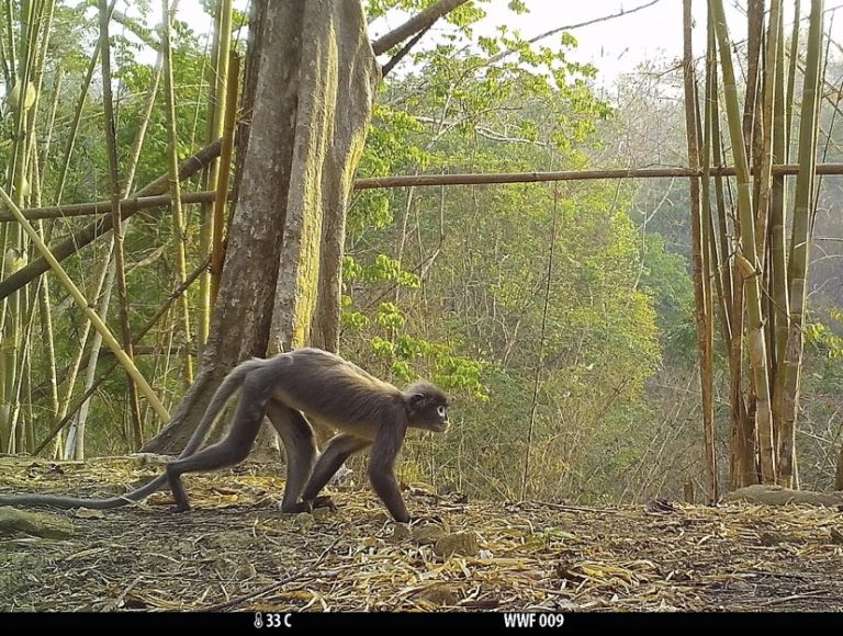 Un mono con ojeras blancas, entre las 224 especies descubiertas en el Mekong