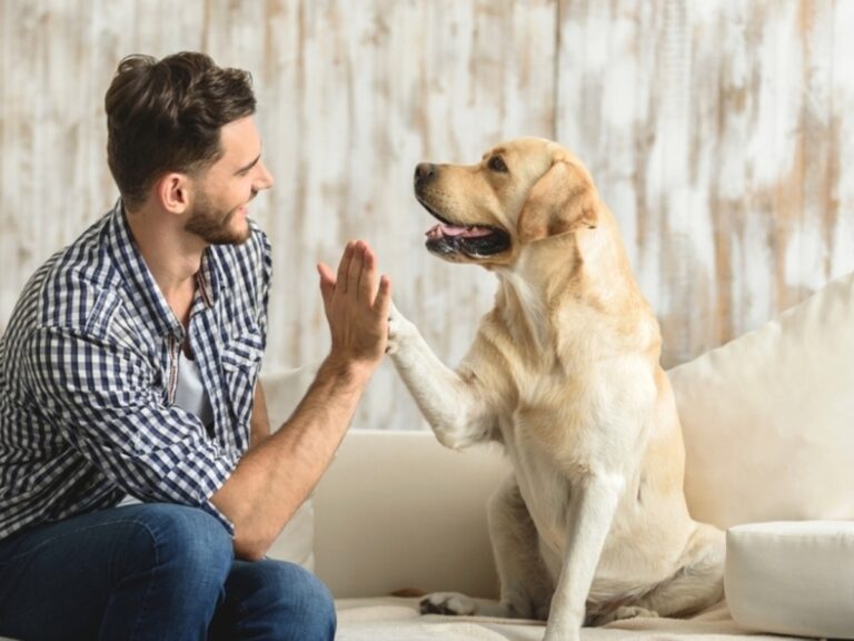 amor_mascotas_mueve_economia_mexicana.jpg_1902800913